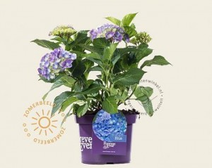 hydrangea-macrophylla-forever-ever-blauw